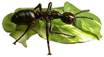 Un insecto sobre una hoja verde

Descripción generada automáticamente