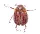 Un insecto con alas

Descripción generada automáticamente